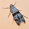 Scythropia crataegella